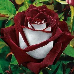 Meet your Posher, Majeda